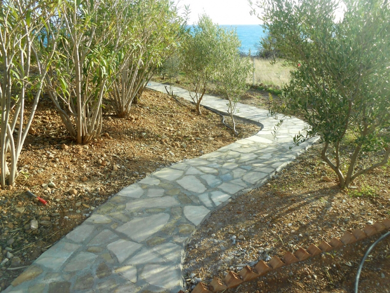 path through olive trees to the sea